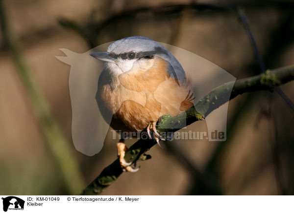 Kleiber / Eurasian Nuthatch / KM-01049