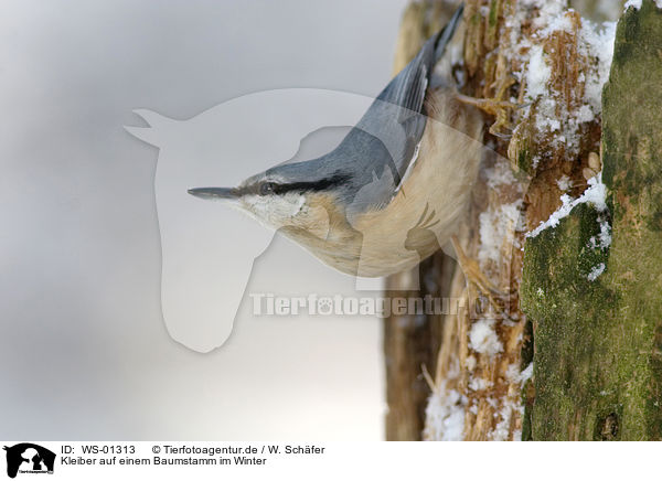 Kleiber auf einem Baumstamm im Winter / WS-01313