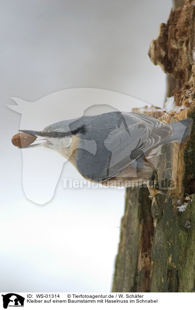 Kleiber auf einem Baumstamm mit Haselnuss im Schnabel / eurasian Nuthatch / WS-01314
