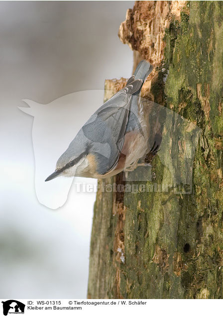 Kleiber am Baumstamm / eurasian Nuthatch / WS-01315