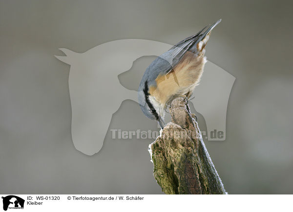 Kleiber / eurasian Nuthatch / WS-01320