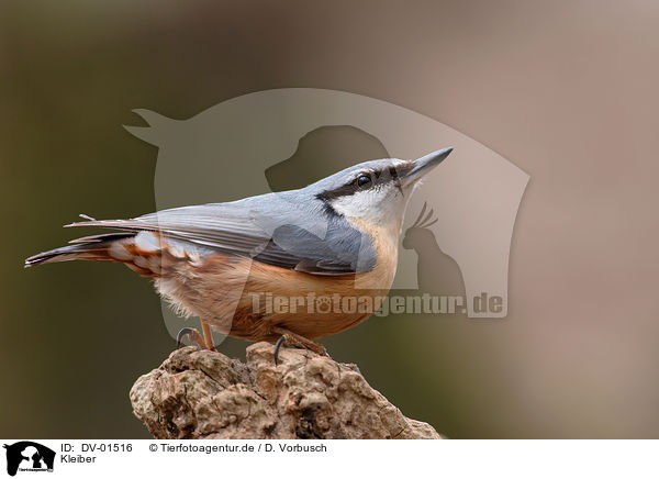 Kleiber / Eurasian Nuthatch / DV-01516