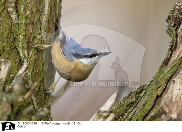 Kleiber / nuthatch / SO-01080
