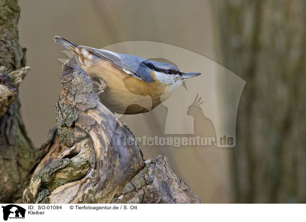 Kleiber / nuthatch / SO-01084