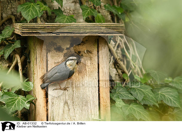 Kleiber am Nistkasten / eurasian nuthatch at bird-nest / AB-01332