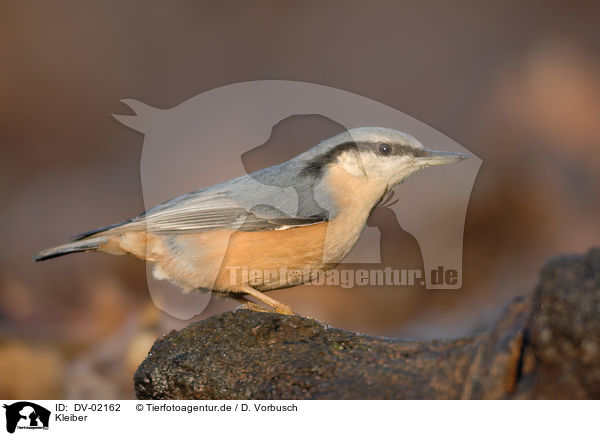 Kleiber / Eurasian nuthatch / DV-02162