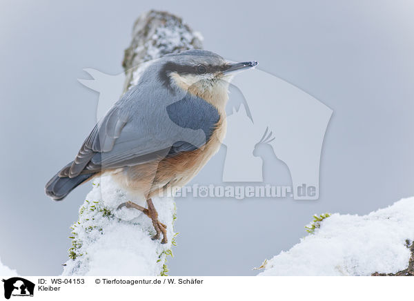 Kleiber / Eurasian nuthatch / WS-04153