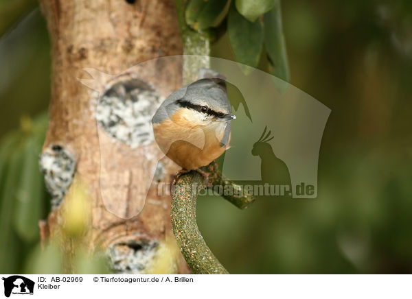 Kleiber / Eurasian nuthatch / AB-02969