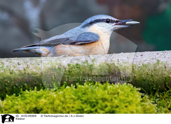 Kleiber / nuthatch / AVD-06969