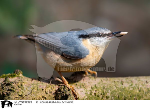 Kleiber / nuthatch / AVD-06989