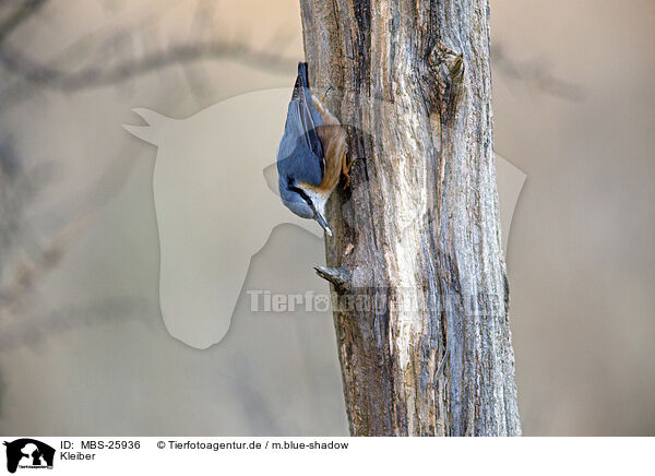 Kleiber / nuthatch / MBS-25936