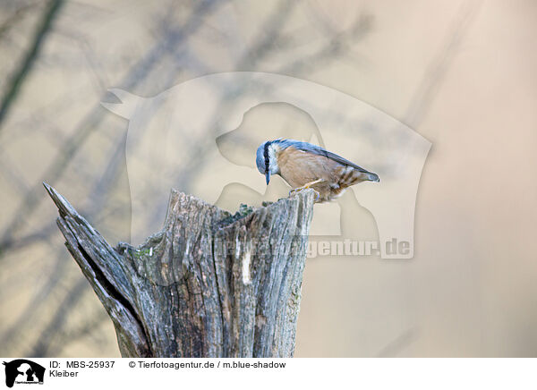 Kleiber / nuthatch / MBS-25937