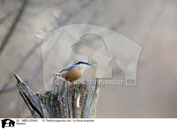 Kleiber / nuthatch / MBS-25942