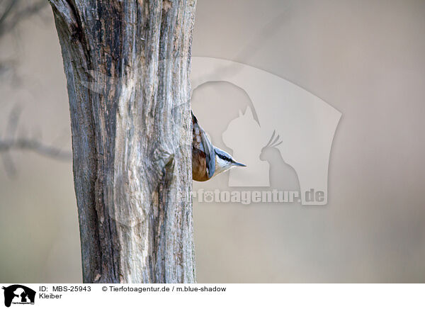 Kleiber / nuthatch / MBS-25943