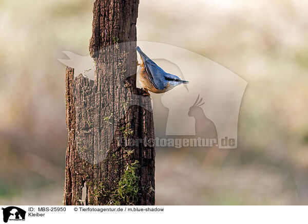 Kleiber / nuthatch / MBS-25950