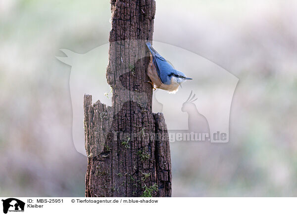 Kleiber / nuthatch / MBS-25951