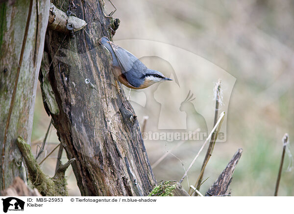 Kleiber / nuthatch / MBS-25953