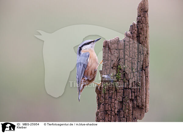 Kleiber / nuthatch / MBS-25954