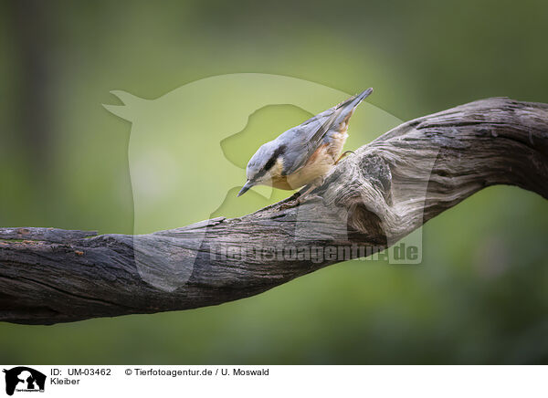 Kleiber / nuthatch / UM-03462