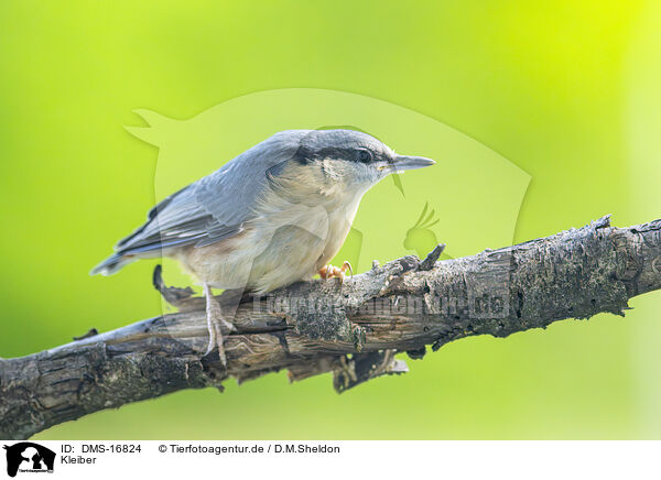 Kleiber / nuthatch / DMS-16824