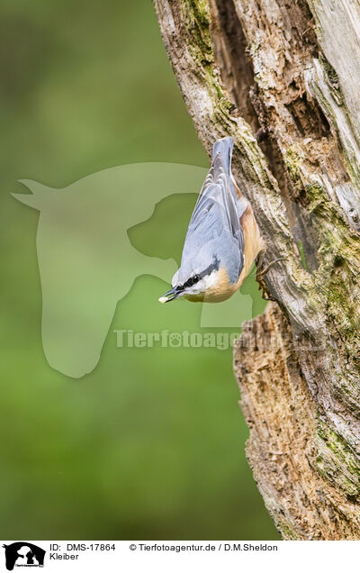 Kleiber / nuthatch / DMS-17864