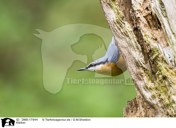 Kleiber / nuthatch / DMS-17944