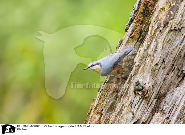 Kleiber / nuthatch / DMS-18002