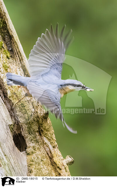 Kleiber / nuthatch / DMS-18015