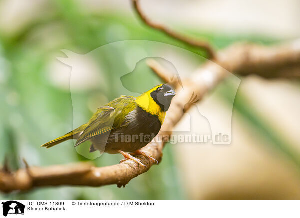 Kleiner Kubafink / cuban finch / DMS-11809