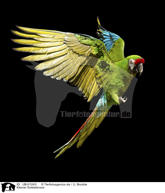 Kleiner Soldatenara / military macaw / UB-01043