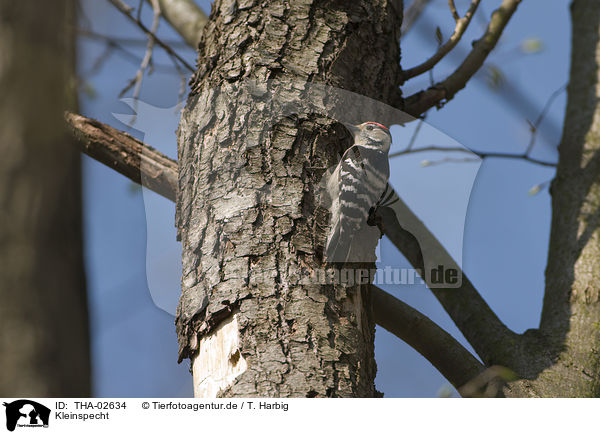 Kleinspecht / lesser spotted woodpecker / THA-02634