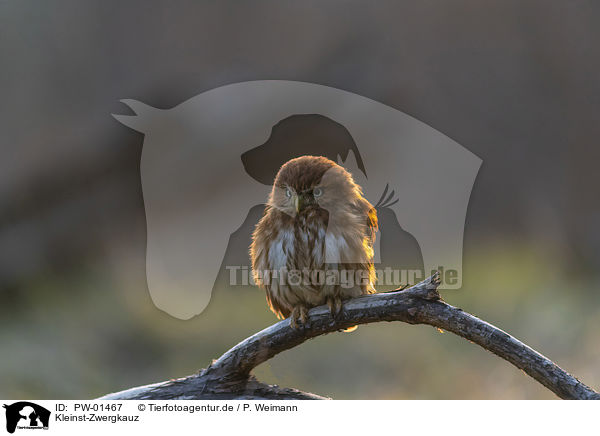Kleinst-Zwergkauz / East Brazilian pygmy owl / PW-01467