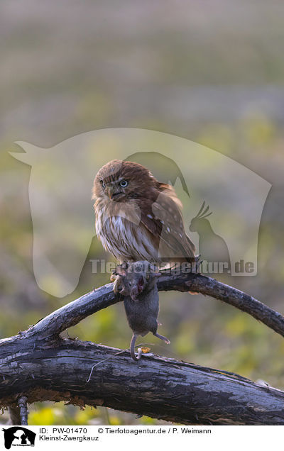 Kleinst-Zwergkauz / East Brazilian pygmy owl / PW-01470