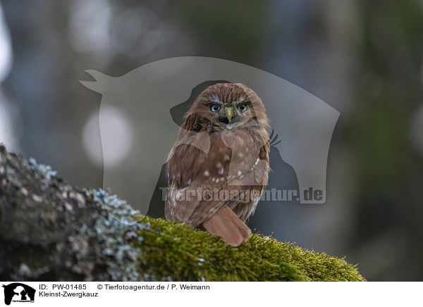 Kleinst-Zwergkauz / East Brazilian pygmy owl / PW-01485