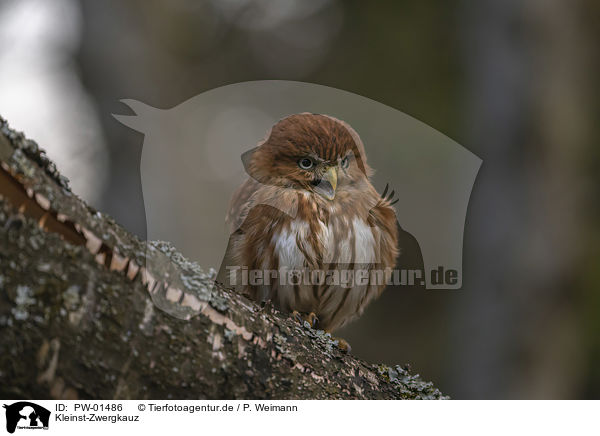 Kleinst-Zwergkauz / East Brazilian pygmy owl / PW-01486