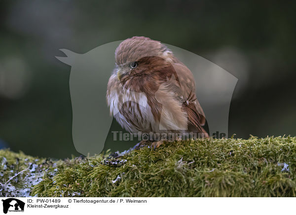 Kleinst-Zwergkauz / East Brazilian pygmy owl / PW-01489