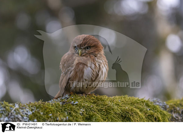 Kleinst-Zwergkauz / East Brazilian pygmy owl / PW-01491