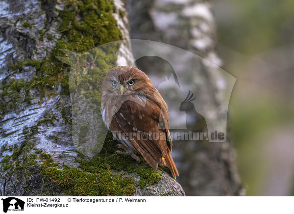 Kleinst-Zwergkauz / East Brazilian pygmy owl / PW-01492