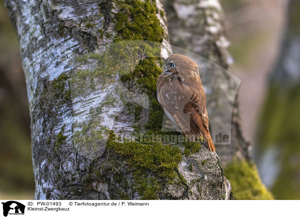 Kleinst-Zwergkauz / East Brazilian pygmy owl / PW-01493