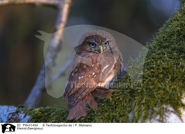 Kleinst-Zwergkauz / East Brazilian pygmy owl / PW-01494