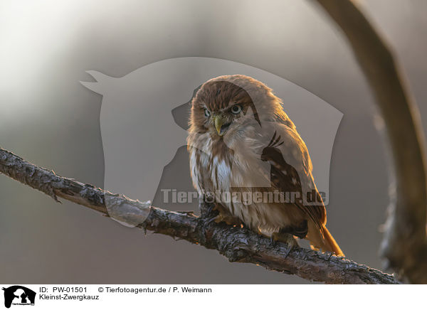 Kleinst-Zwergkauz / East Brazilian pygmy owl / PW-01501
