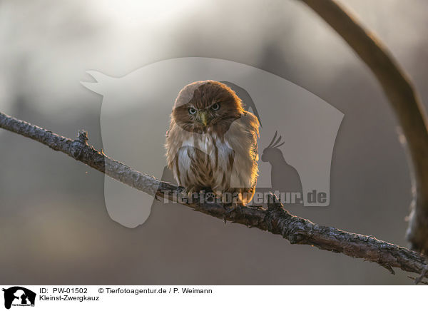 Kleinst-Zwergkauz / East Brazilian pygmy owl / PW-01502