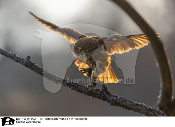 Kleinst-Zwergkauz / East Brazilian pygmy owl / PW-01503
