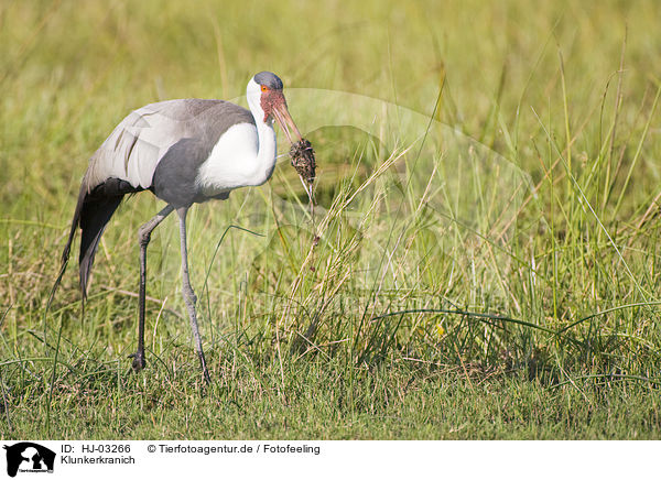 Klunkerkranich / wattled crane / HJ-03266