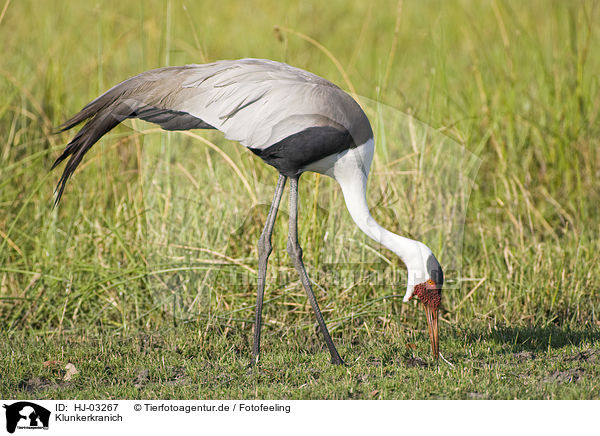 Klunkerkranich / wattled crane / HJ-03267