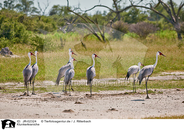 Klunkerkraniche / wattled cranes / JR-02324