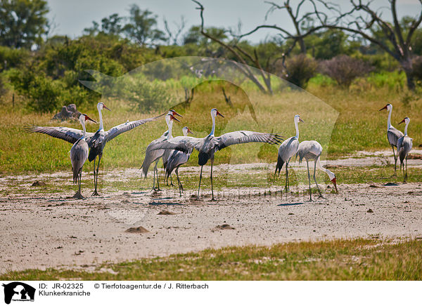 Klunkerkraniche / wattled cranes / JR-02325