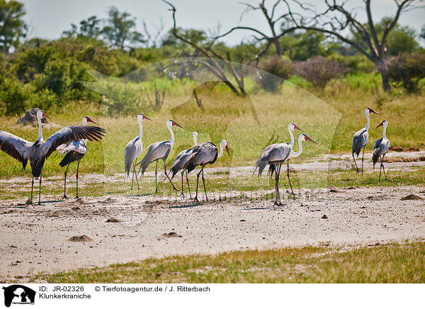 Klunkerkraniche / wattled cranes / JR-02326