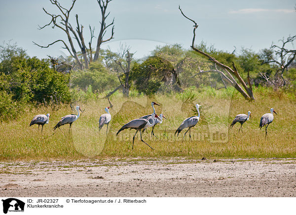 Klunkerkraniche / wattled cranes / JR-02327