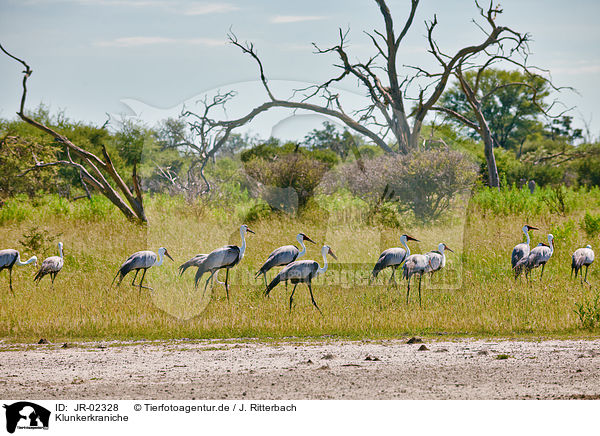 Klunkerkraniche / wattled cranes / JR-02328